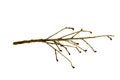 Branch of tree