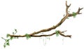 Branch Tree Royalty Free Stock Photo