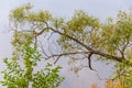 Branch of tree above the water of a river Royalty Free Stock Photo