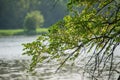 Branch of a tree against the background of lake water Royalty Free Stock Photo