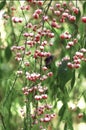 Branch with pink flowers Royalty Free Stock Photo