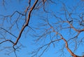 Branch of tree and blue sky