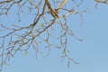 Branch or tree and blue sky Royalty Free Stock Photo
