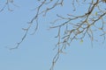 Branch or tree and blue sky Royalty Free Stock Photo