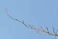 Branch or tree and blue sky Royalty Free Stock Photo