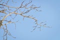 Branch or tree and blue sky Royalty Free Stock Photo