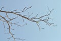 Branch or tree and blue sky Royalty Free Stock Photo