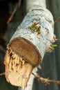 Branch of a tree broken by the wind, reborn with new buds Royalty Free Stock Photo