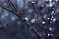 Branch with tree buds, apricot flower bud on a tree branch Royalty Free Stock Photo