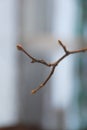 A branch of tree with buds