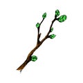 Branch of a tree with buds. Hand-drawn color sketch. Vector illustration isolated on white