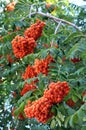 A cluster of red rowan berries