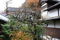 The branch of tree cover by lichen moss in the autumn beside the wooden building in Sanzenin Temple.
