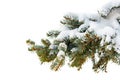 A branch of a tree covered with fluffy snow, Paw pine with green needles Royalty Free Stock Photo