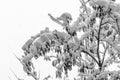 A branch of a tree covered with snow. Snowflakes seen falling in Royalty Free Stock Photo