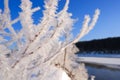 Branch of tree covered with white hoarfrost against blue sky. Royalty Free Stock Photo