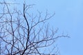 Branch of tree dry on blue sky with silhouette concept for abstract tree Dry branches background, Bush of Dead tree Dry branches Royalty Free Stock Photo