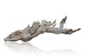 Branch tree dry cracked dark bark isolated on white background. clipping path Royalty Free Stock Photo