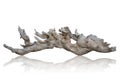 Branch tree dry cracked dark bark isolated on white background. clipping path Royalty Free Stock Photo