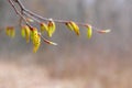 A branch of a tree with earrings in a spring forest on a blurred background Royalty Free Stock Photo