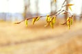 A branch of a tree with earrings in a spring forest on a blurred background Royalty Free Stock Photo