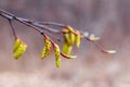 A branch of a tree with earrings in a spring forest on a blurred background Royalty Free Stock Photo