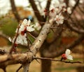 Branch of a tree with flowers Royalty Free Stock Photo