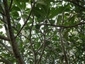 Branch tree foliage in morning light with sunlight Royalty Free Stock Photo