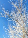 A branch of a tree in frost on the background of a blue sky on a frosty winter day - a snowy close-up of a branch