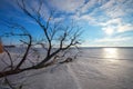Branch a tree on frozen lake Royalty Free Stock Photo