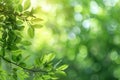 branch of tree with green leaves on blurred bokeh summer background with sunlight Royalty Free Stock Photo