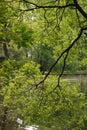 Branch of the tree with green leaves, closer look Royalty Free Stock Photo