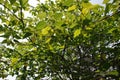 Branch of the tree with green leaves, closer look Royalty Free Stock Photo