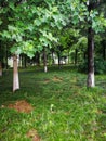 Branch of the tree with green leaves, closer look Royalty Free Stock Photo