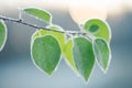 A branch of a tree with green leaves covered with frost in the background light of the sun very close-up. Concept of autumn frosts Royalty Free Stock Photo