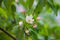 Branch of a tree with green leaves and white flowers. Blooming a