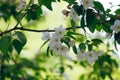 Branch of a tree with green leaves and white flowers. Blooming a