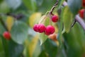 Branch of a tree with green and yellow leaves and berries. Apple