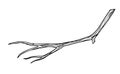 Branch of Tree. Hand drawn illustration of bare winter or autumn bare twig in line art style. Sketch of woodland plant