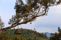 Branch of Tree hanging with Durian Fruit and Solar Powered Lamp