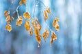 The branch of a tree hornbeam with leaves, covered with frost, o Royalty Free Stock Photo