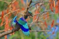 Indian roller bird Royalty Free Stock Photo