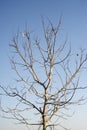 Branch tree without leaf on blue sky Royalty Free Stock Photo