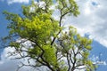 tree with green leaves on the branches, against the blue sky with whitish white clouds Royalty Free Stock Photo