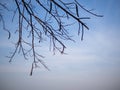 Branch tree and leafless on blue sky background  Bare tree branch silhouette against sky  abstract wallpaper for graphic creative Royalty Free Stock Photo