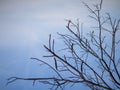 Branch tree and leafless on blue sky background  Bare tree branch silhouette against sky  abstract wallpaper for graphic creative Royalty Free Stock Photo