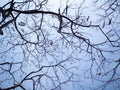 Branch tree and leafless on blue sky background  Bare tree branch silhouette against sky  abstract wallpaper for graphic creative Royalty Free Stock Photo