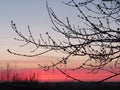 Branch of a tree on the background of the sunset