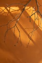 A branch of a tree without leaves on an orange background with a shadow from the daytime sun. Selective focus Royalty Free Stock Photo