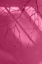 A branch of a tree without leaves with a shadow from the daytime sun. Viva magenta background. Selective focus Royalty Free Stock Photo